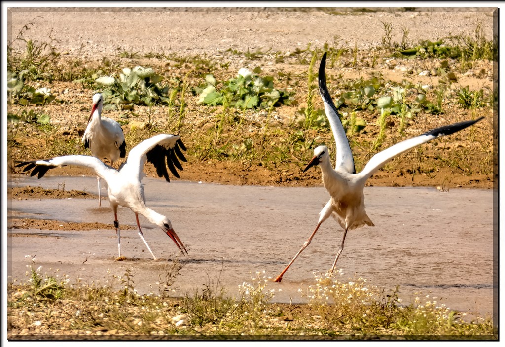 Storks having fun by ludwigsdiana
