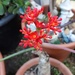 Jatropha Flowers by mozette
