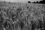 22nd Jul 2019 - wheat