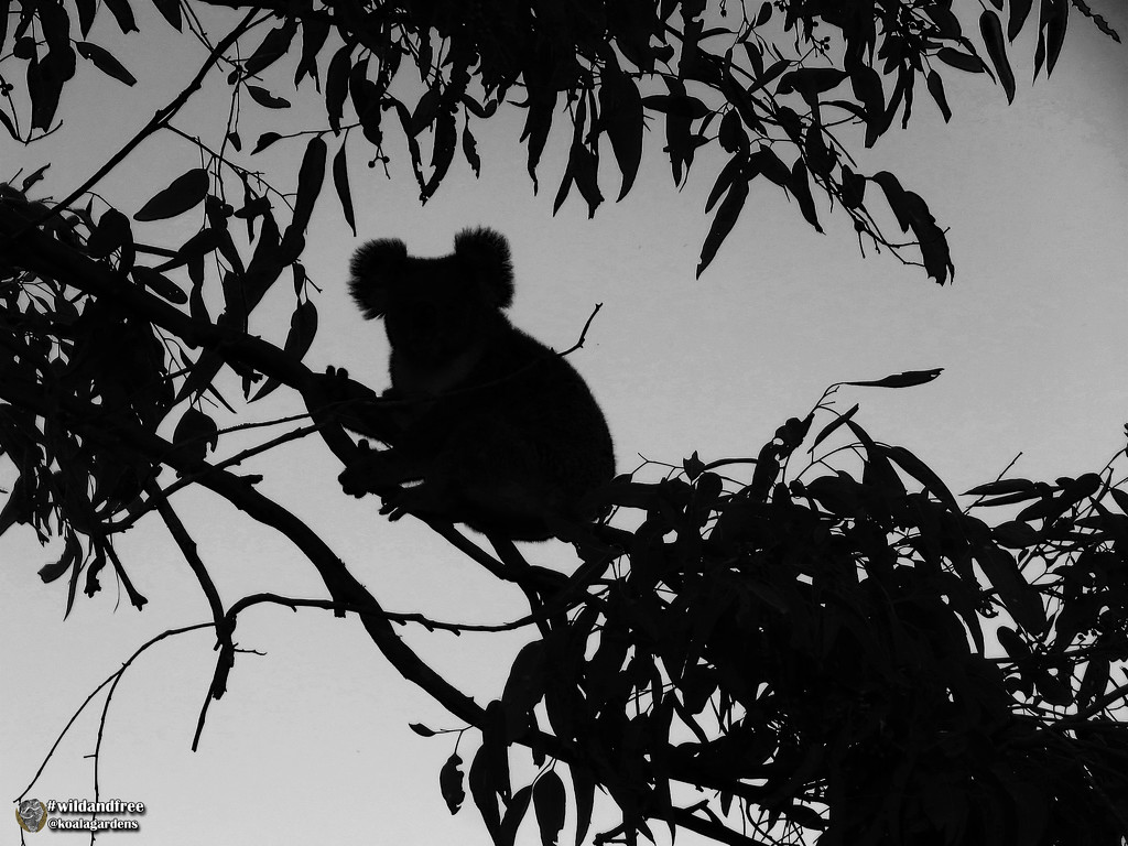 Natural frame by koalagardens