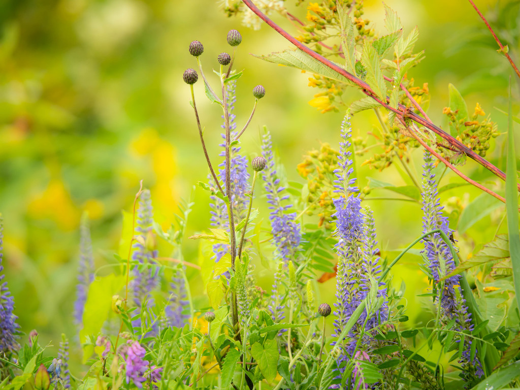 Flood-meadow by haskar