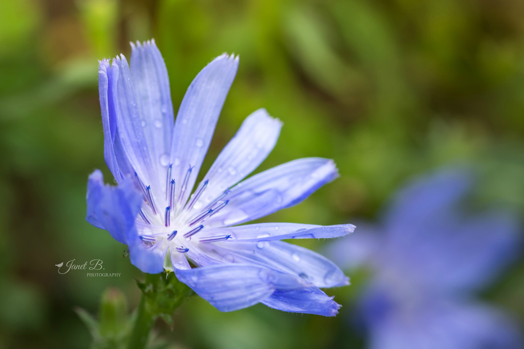 Chicory by janetb