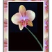 More fun framing the orchid by shutterbug49