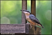 23rd Jul 2019 - Another nuthatch