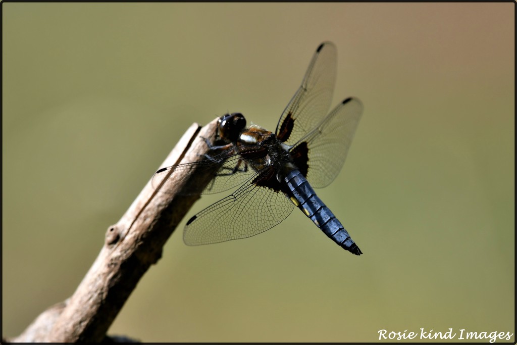 I think this is a black tailed skimmer by rosiekind