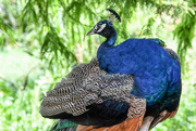 23rd Jul 2019 - Peacock