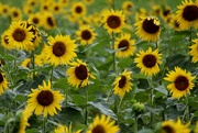 23rd Jul 2019 - Sunflowers