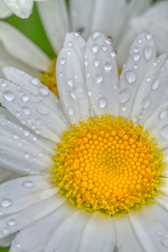 Wet Daisy by kvphoto