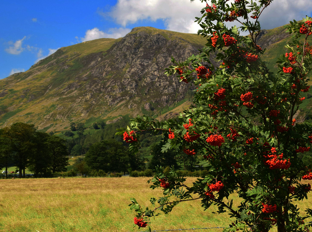 Red berries by ianmetcalfe