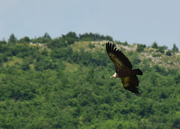 20th Jun 2019 - Griffon Vulture