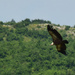 Griffon Vulture by ianmetcalfe