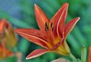 4th Jul 2019 - Day Lily