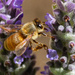 Bee capture by sugarmuser