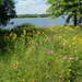 Wild flowers beside the lake by larrysphotos