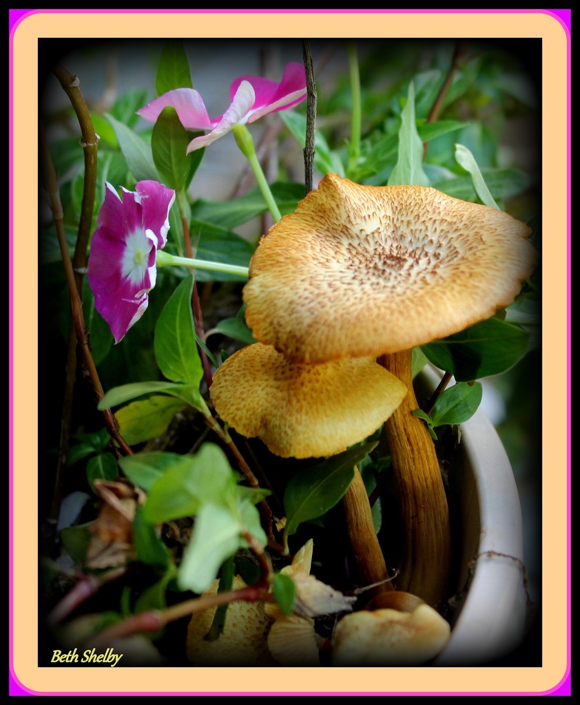 Fungi and Flowers by vernabeth