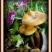 Fungi and Flowers by vernabeth