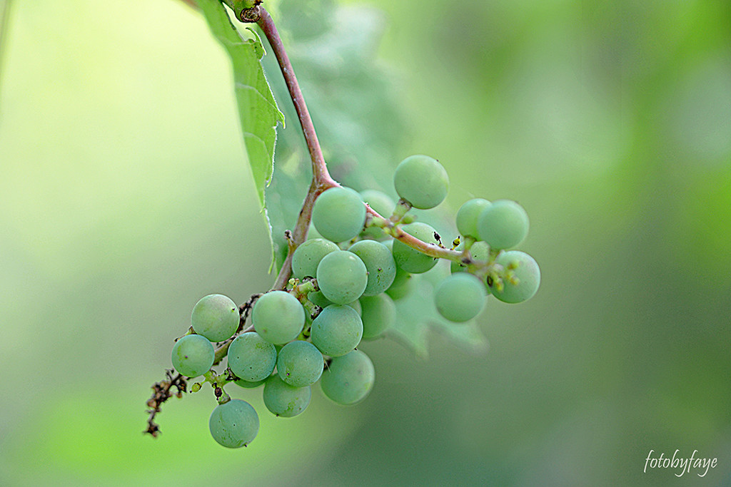 Green berries/grapes? by fayefaye