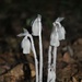 Day 201: Indian Pipes by jeanniec57