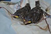 23rd Jul 2019 - Day 204: Baby House Sparrows