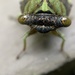 Ugly bug by kdrinkie