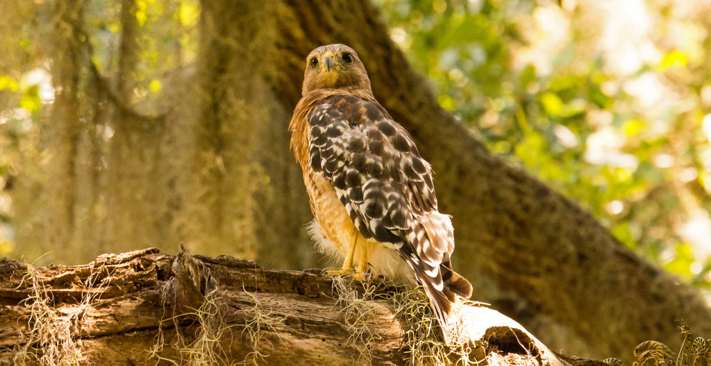 Red Shouldered Hawk Observing It's Territory! by rickster549