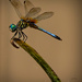 Dragonfly dream by samae