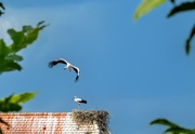 24th Jul 2019 - Burgau storks 
