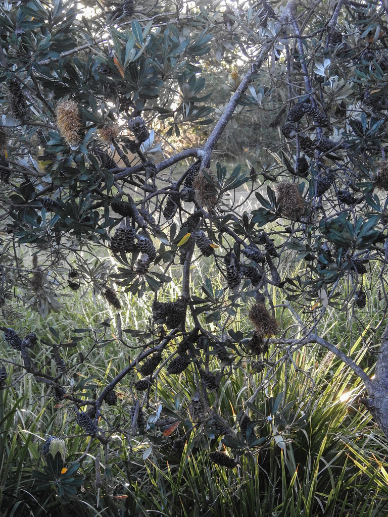 Banksia by jeneurell