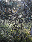 24th Jul 2019 - Banksia