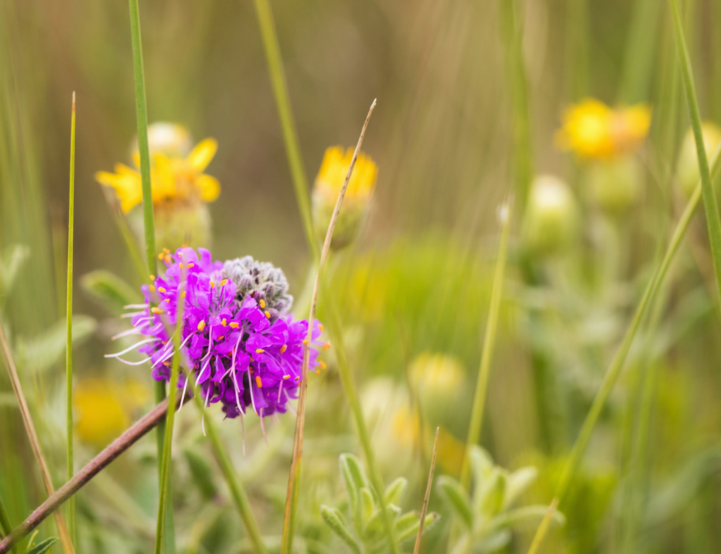 purple prairie clover by aecasey