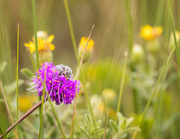 23rd Jul 2019 - purple prairie clover