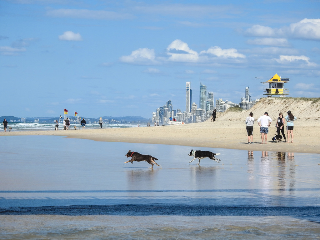 The Dog Beach by jeneurell