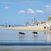 The Dog Beach by jeneurell