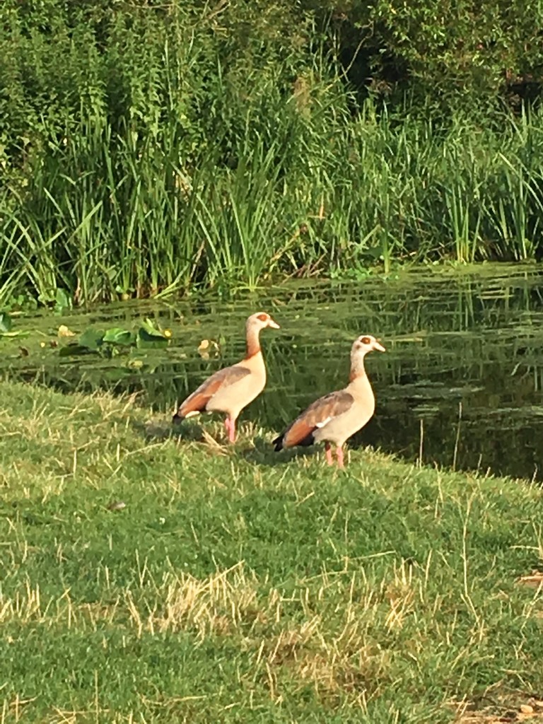 Two juvenile Egyptian Geese by the river this morning - mum and dad flew away before we got there! by 365anne