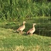 Two juvenile Egyptian Geese by the river this morning - mum and dad flew away before we got there! by 365anne