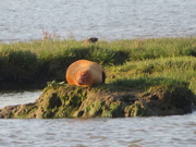 23rd Jul 2019 - Basking seal