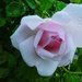 Pink Rose by allsop