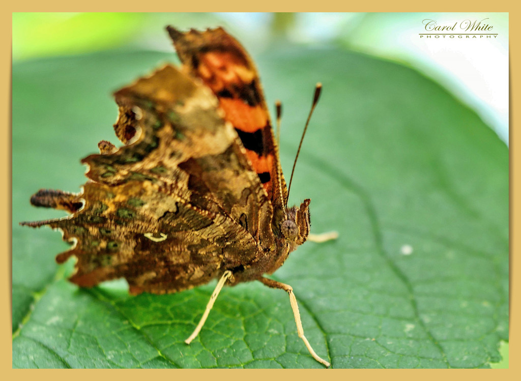 Resting Comma Butterfly by carolmw