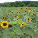 Sunflower Field by julie
