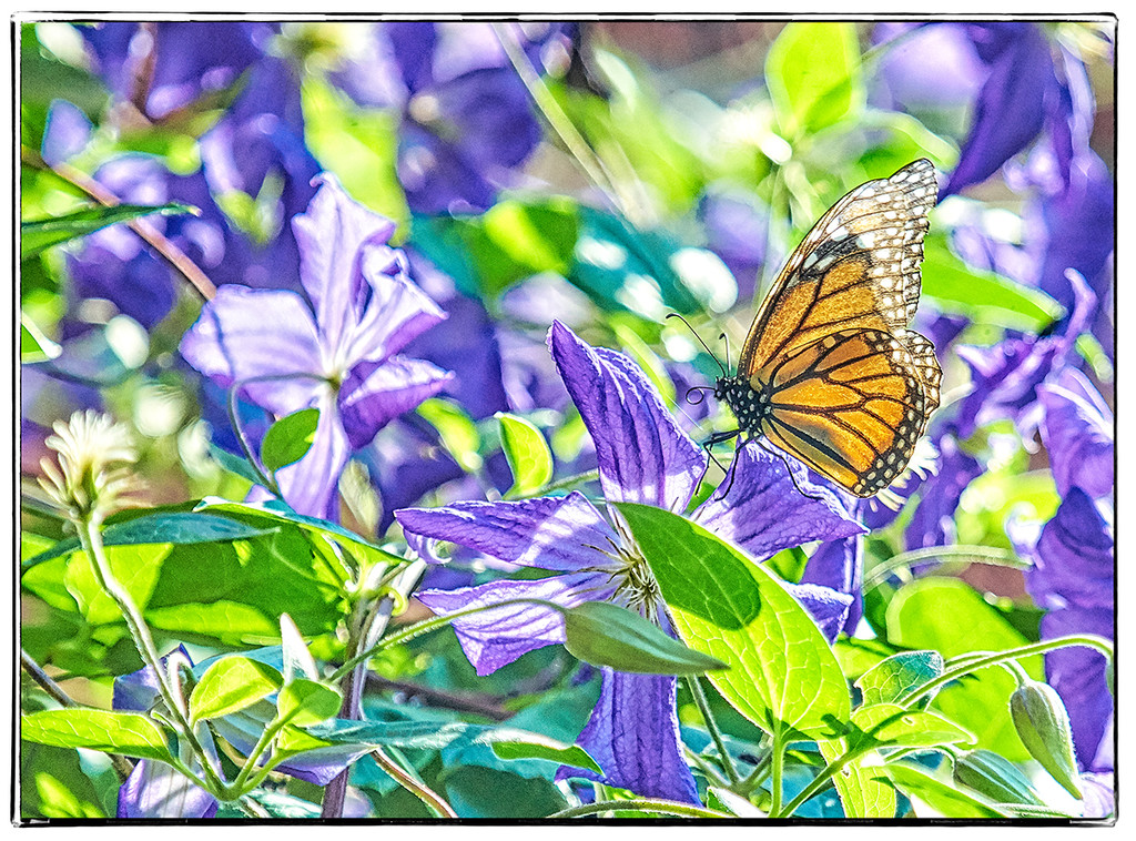Monarch on Perle d'Azur by gardencat