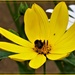 Busy little bee by beryl
