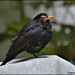 Poor old blackbird by rosiekind