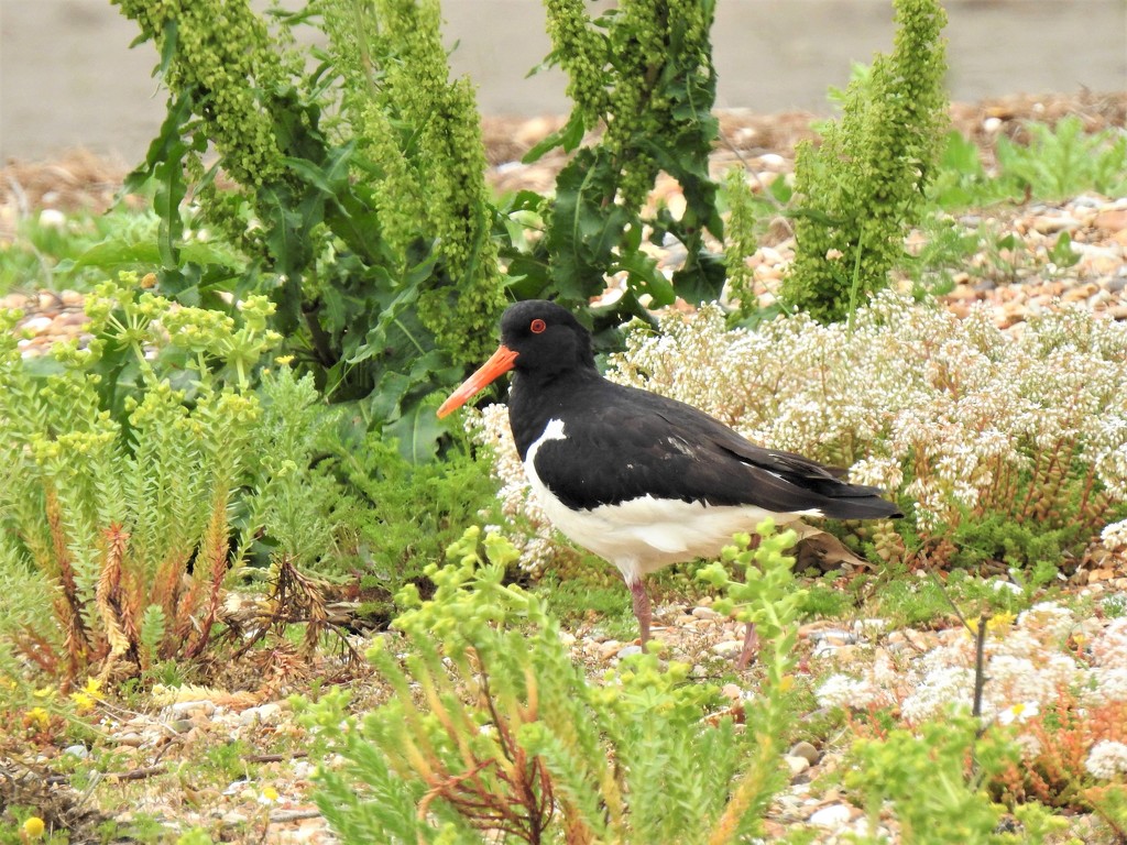  Oystercatcher on the Beach by susiemc