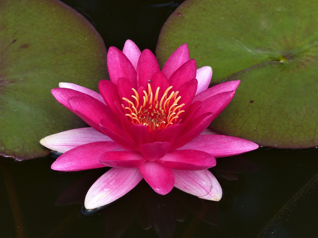  A Water Lily with a History by susiemc
