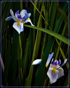 25th Jul 2019 - Two Wild Iris Flowers ~  