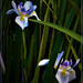 Two Wild Iris Flowers ~   by happysnaps