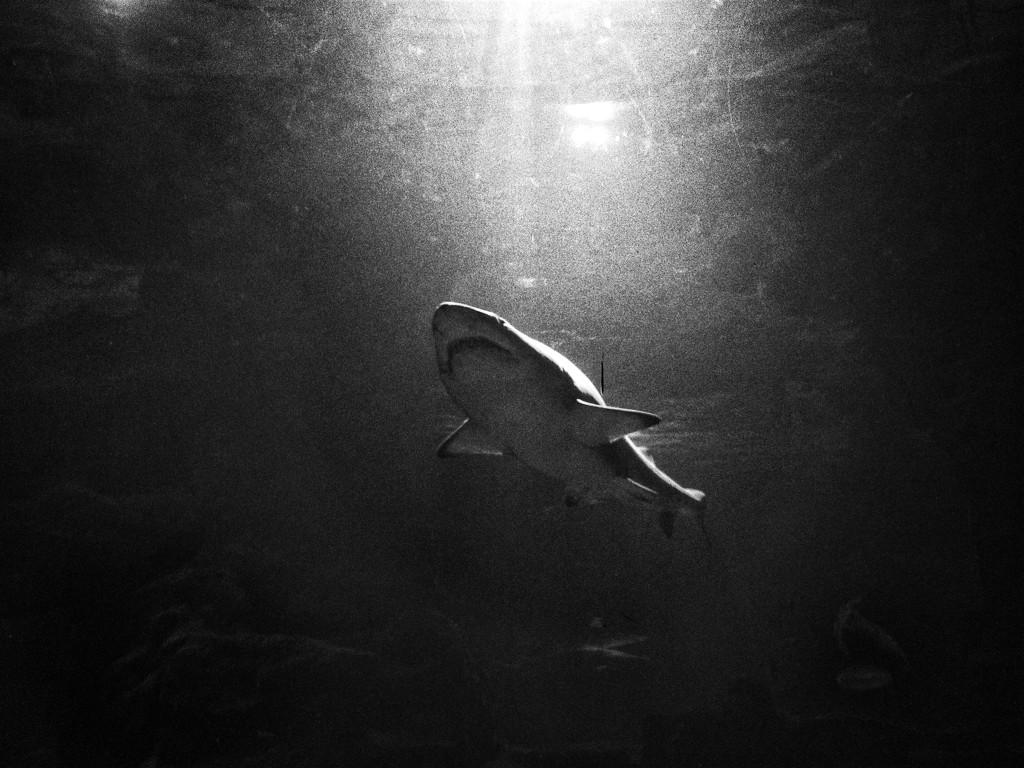 Shark by jamesleonard