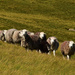 More sheep by ianmetcalfe