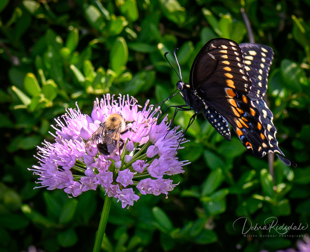 Flowers, bees, & butterflies  by dridsdale
