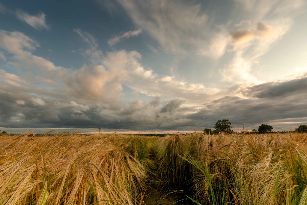 barley field  by shepherdmanswife